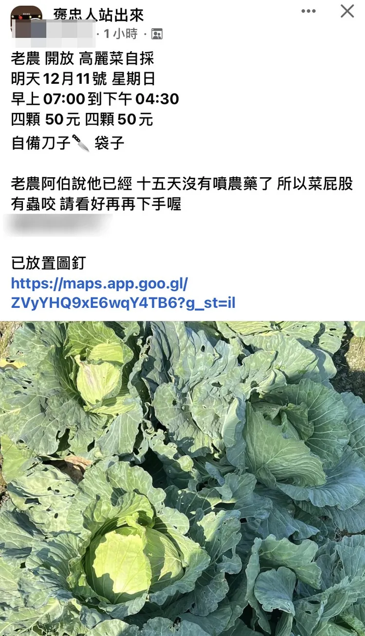高麗菜田開放自採訊息經熱心民眾分享，今午吸引百餘人前來自採享受田園樂。攝自《褒忠人站出來》FB