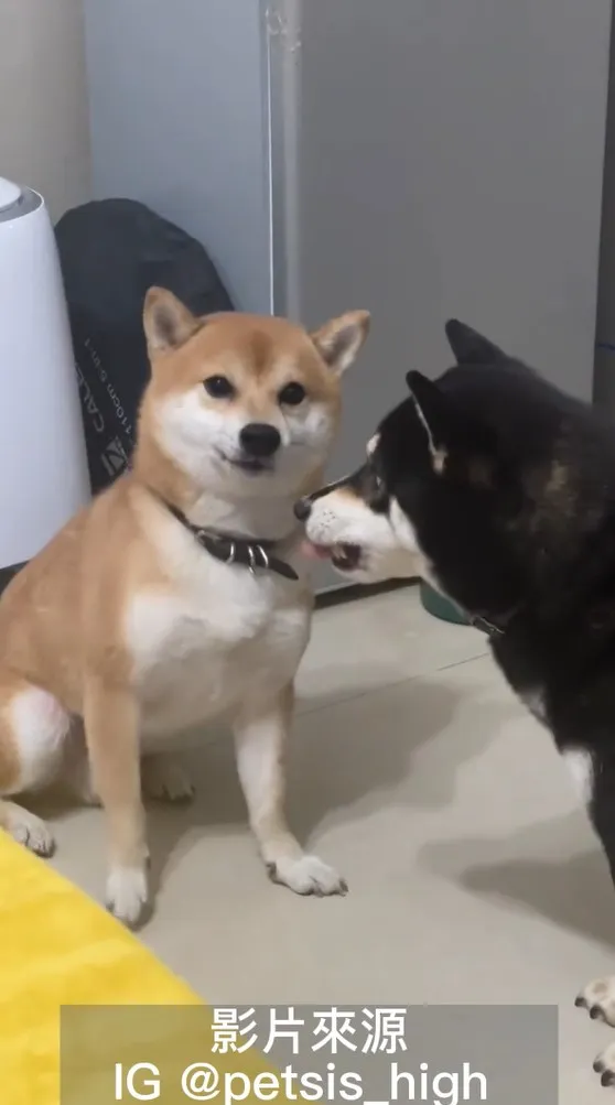 屬中小型犬種，柴犬為日本犬種之一，平均壽命約12至15年。IG @petsis_high 提供