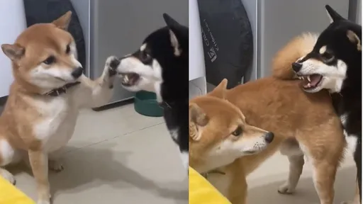 小黃超調皮！柴犬出奇招挑釁　小黑「凍未條」出現這反應讓網笑了