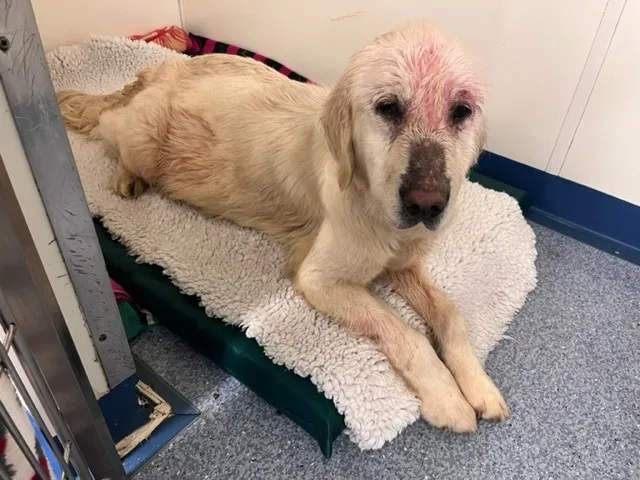 安珀流浪時期渾身疥癬，抓癢抓到皮破流血。藍十字提供