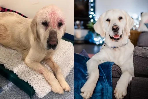 路過鄉民見義勇為！救棄養的懷孕癩皮狗　母狗產後「華麗大變身」