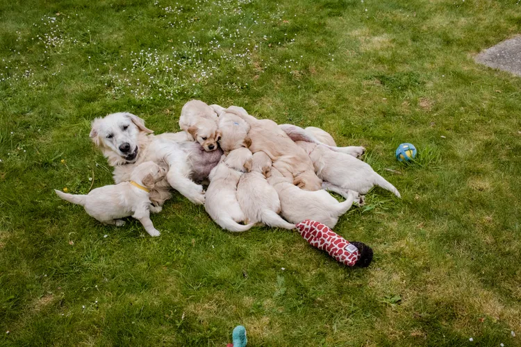 小狗在悉心照顧下日漸茁壯。藍十字提供