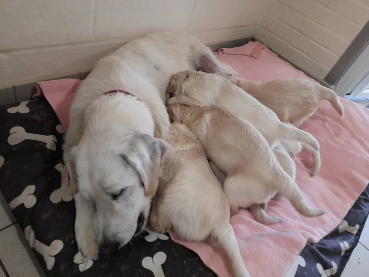 安珀剖腹產下8隻小狗，但牠體力虛弱，需要人力協助牠餵養小狗。藍十字提供