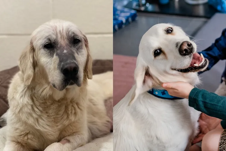 安珀從癩皮狗搖身一變成為美女黃金獵犬。藍十字提供