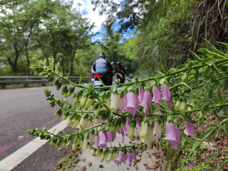 南橫公路有豐富的生態。羅琦文攝