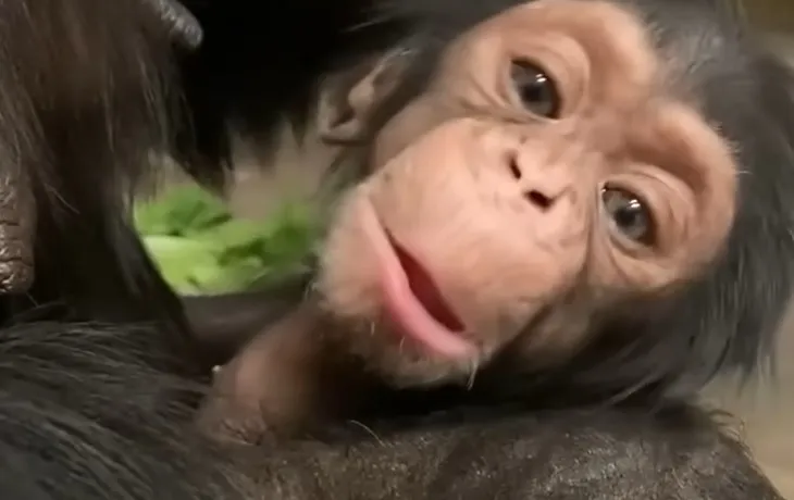 庫奇薩過世的前一天，看起來仍精神奕奕。翻攝攝Sedgwick County Zoo臉書