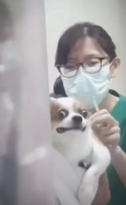 吉娃娃：我承認自己不堪一擊   有誰能來救救我!  I wanna run away。IG @positive_animals 提供