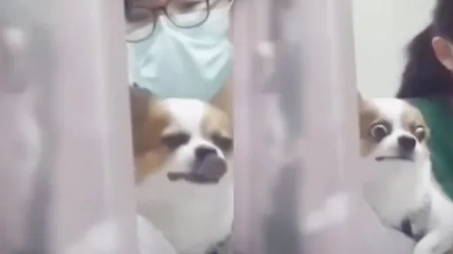 寶寶緊張但寶寶不說!吉娃娃準備打針好驚恐 心境全寫臉上就促咪