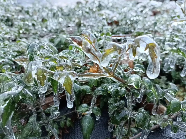 地上的小草被冰霜給包覆住。民眾提供
