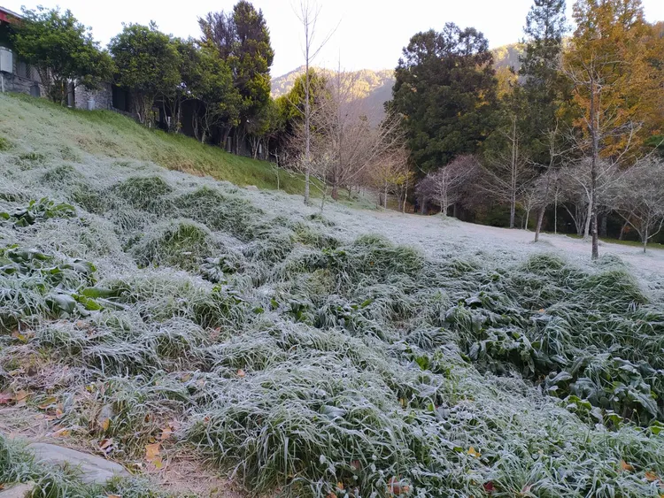 草地上都結了一層冰霜。民眾提供