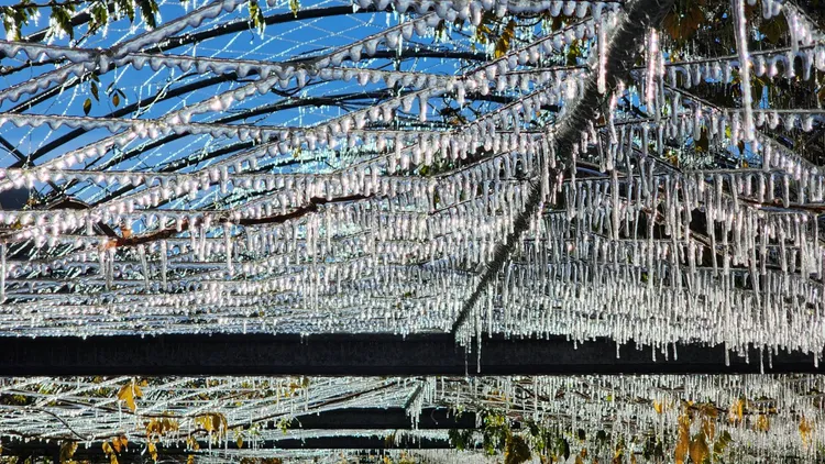 噴灑系統爆管後遇低溫形成美麗的畫面。民眾提供