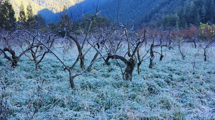 水蜜桃園的草地上一片銀白色。民眾提供