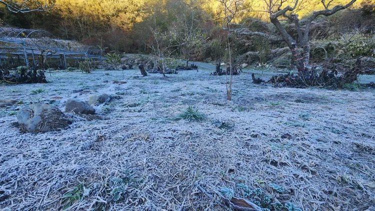 零下1.5度讓武陵農場變成冰封世界。民眾提供