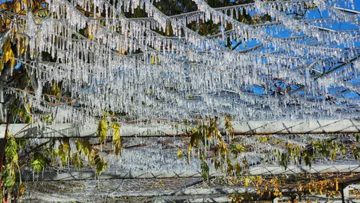 冰雪奇緣!草地植株披冰霜 武陵農場-1.5°C猶置身北國