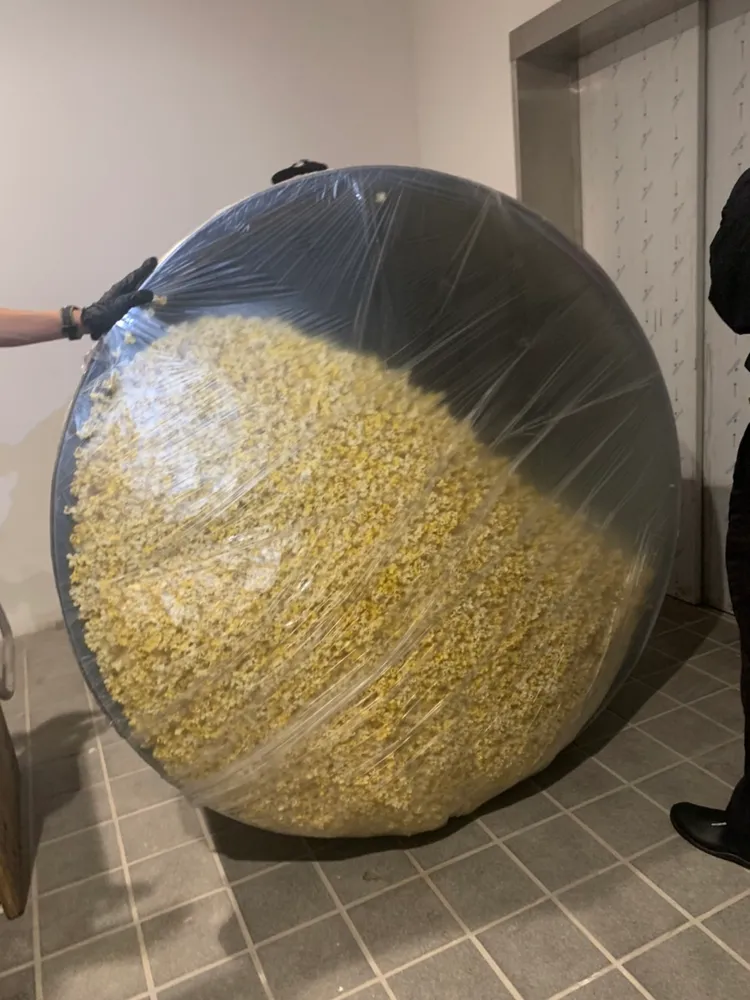 裝滿爆米花桶子重達近百公斤，以直立方式「滾」進電梯載走。吳慧芬攝