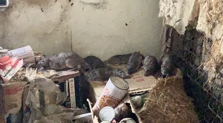 高雄三民區克武路遭獨居男堆雜物，以致老鼠橫行，被網友稱為「米奇妙妙屋」。資料照片