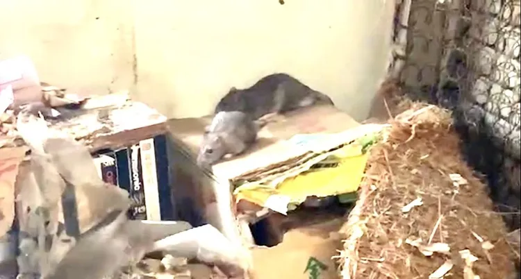 高雄三民區克武路遭獨居男堆雜物，以致老鼠橫行，被網友稱為「米奇妙妙屋」。資料照片