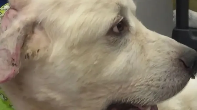 牧羊犬凱斯柏頭臉的傷勢仍舊很明顯。翻攝twitter/WAGA