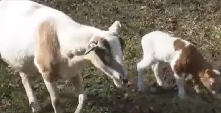 受到牧羊犬凱斯柏保護的牧場羊群。翻攝twitter/WAGA