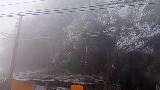 寒流来袭！尖石宇老观景台降冰霰结雾淞　白茫茫宛若置身雪国