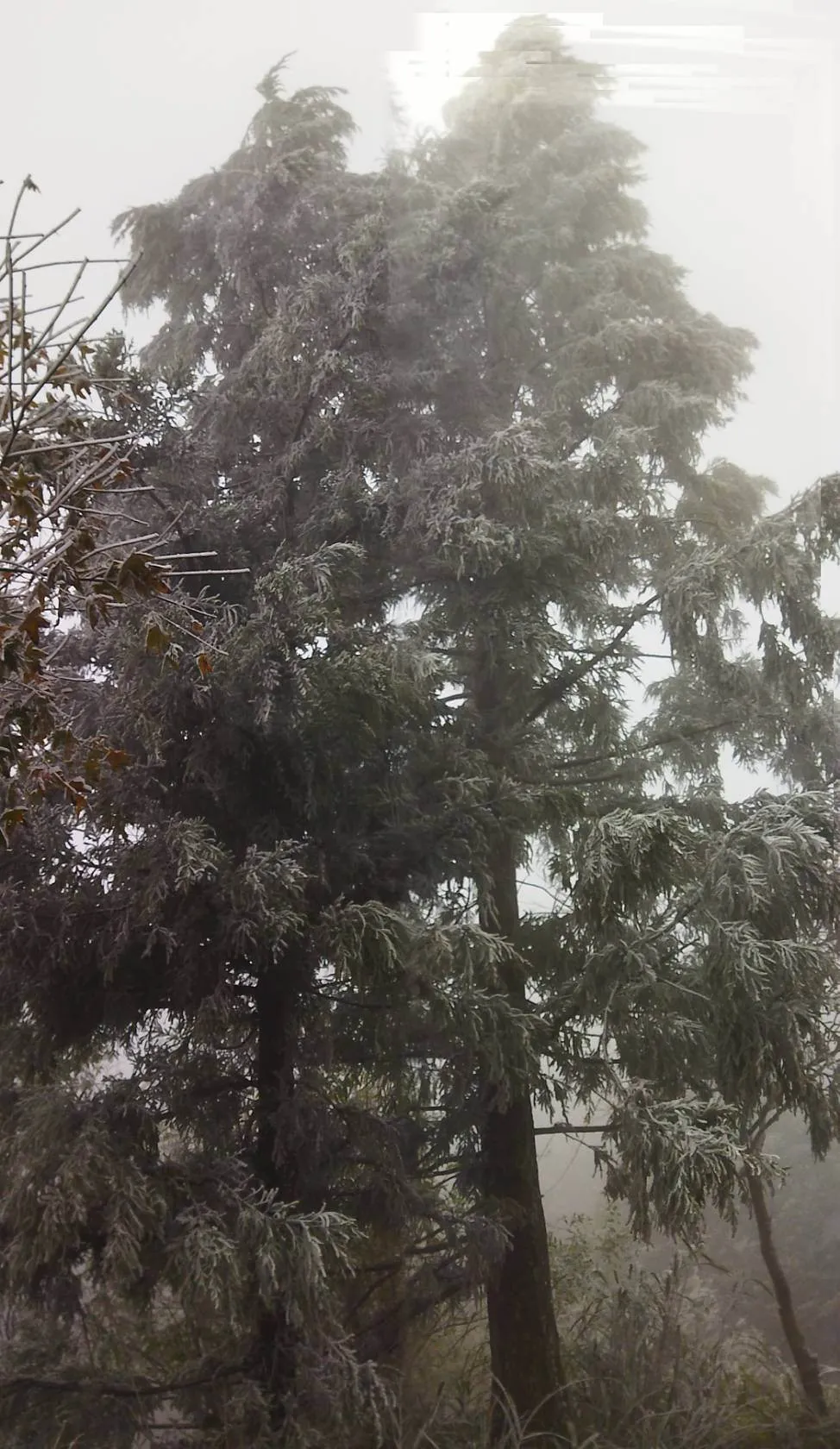 新竹县尖石乡宇老观景台，今天（18日）清晨出现0度低温，四周也下起冰霰，周边树梢也凝结雾淞。民众提供