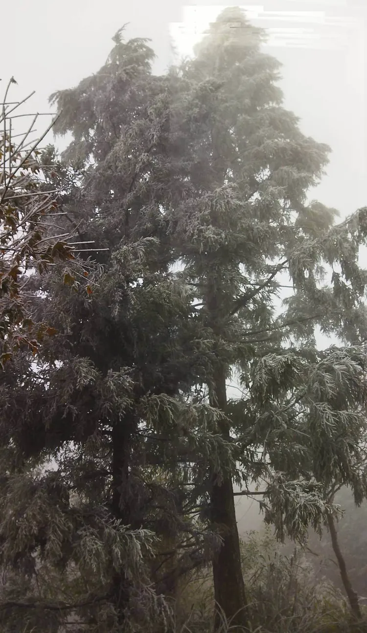 新竹縣尖石鄉宇老觀景台，今天（18日）清晨出現0度低溫，四周也下起冰霰，周邊樹梢也凝結霧淞。民眾提供