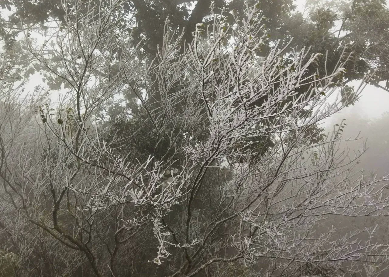 绿树上披挂著银白的霜冰，夹带雾气白茫茫一片宛若置身雪国。民众提供