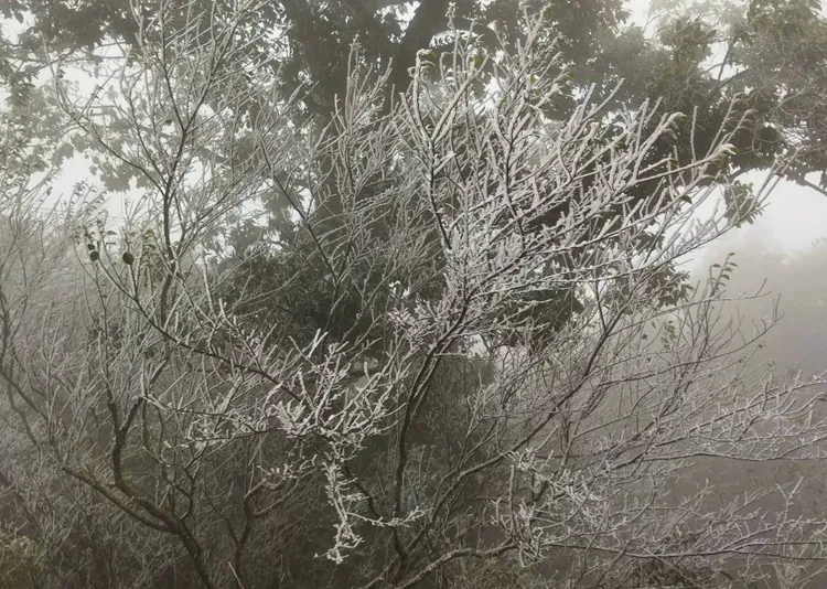 綠樹上披掛著銀白的霜冰，夾帶霧氣白茫茫一片宛若置身雪國。民眾提供