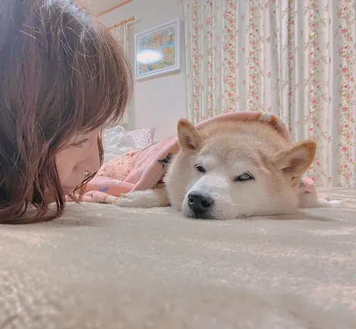 迷因圖風靡網路　本尊日本柴犬病重網友集氣