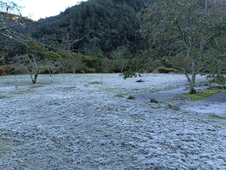 氣溫降低草地的露水變成霜。民眾提供