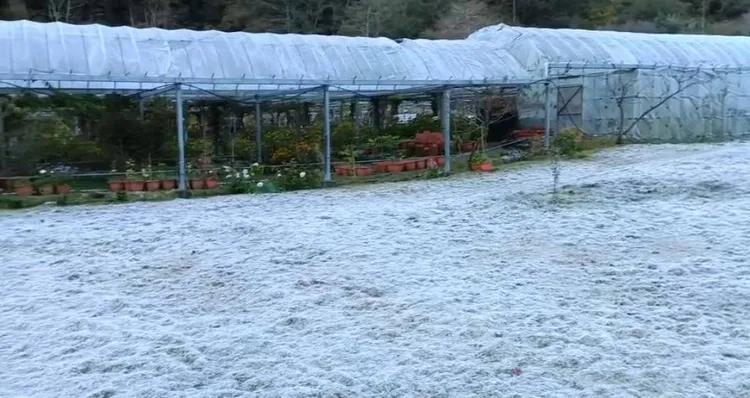 今晨武陵農場只有攝氏1.4度，草地上都結滿了白霜。民眾提供