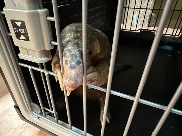 縣府人員對穿山甲初步檢傷後發現並無傷勢，後續將帶回棲地野放。林泊志攝