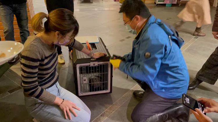 縣府農業處畜產科人員前往議會處理。讀者提供