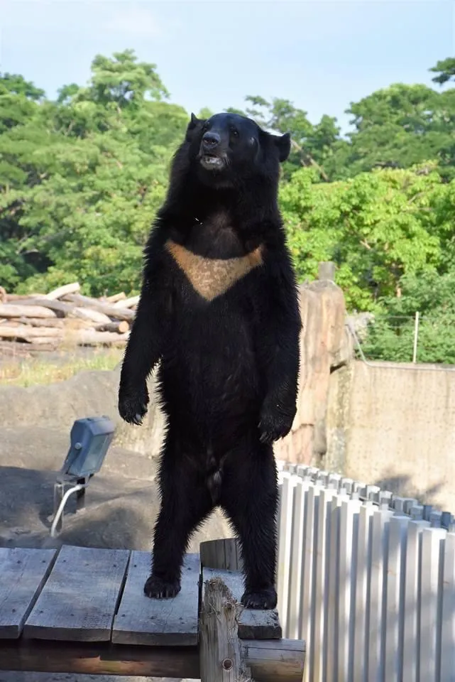 壽山動物園內明星動物台灣黑熊「波比」。圖為「波比」站立的模樣，曾引發網友熱議是由工讀生假扮的。高市府提供