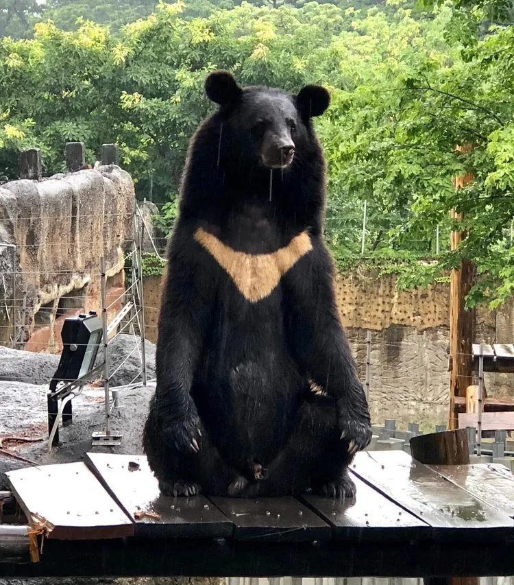 壽山動物園內明星動物台灣黑熊「波比」。圖為「波比」在雨中打坐。高市府提供