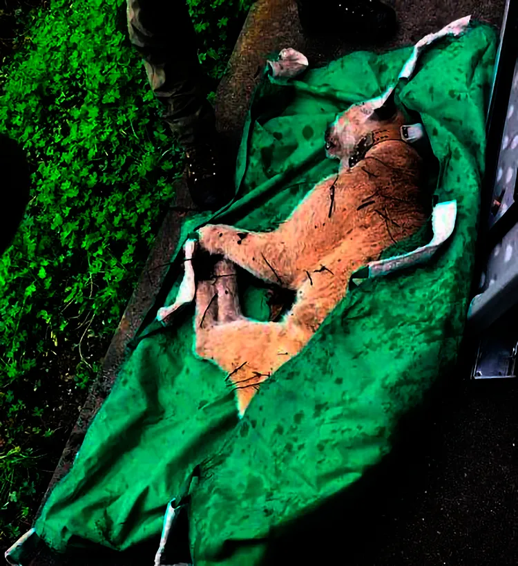 加州漁獵局提供P-22本月12日送抵一處野生動物中心接受全面檢查的影像。美聯社