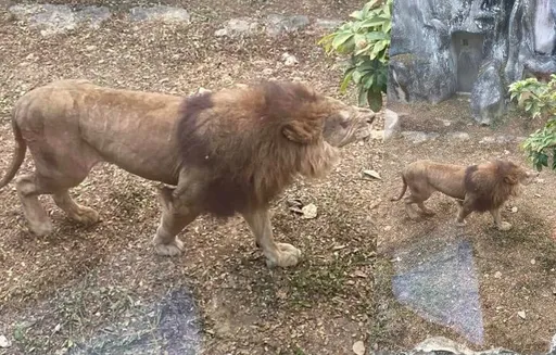 壽山非洲獅獨眼真相 園方:減輕牠痛苦上月動手術摘掉