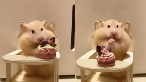 倉鼠生日快樂!專屬迷你座位伺候 狂吃小蛋糕模樣超逗趣