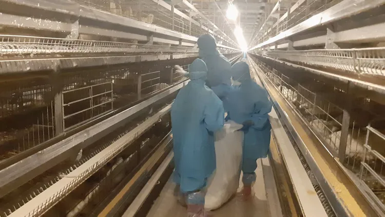 彰化動物防疫所於26、27日接獲竹塘鄉蛋雞場通報，雞隻異常死亡，即派員移動管制並採病雞送驗。彰縣府提供