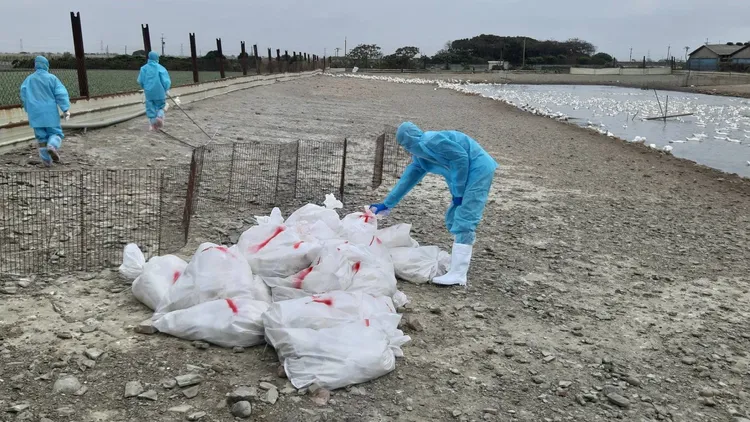 彰化全縣已傳7畜場出現H5N1亞型高病原性禽流感。彰縣府提供