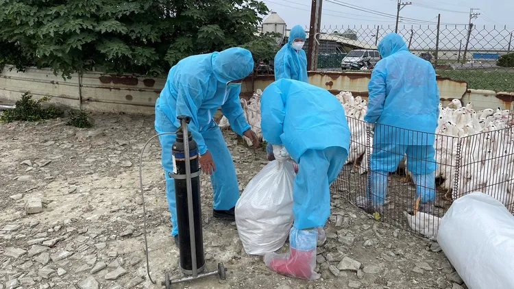 大城及芳苑鄉各1場肉鴨場，經採樣監測也確認出現禽流感疫情。彰縣府提供
