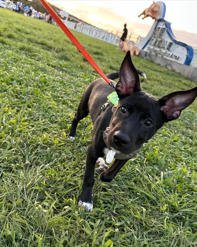 約5個月大的Amo相當乖巧可愛。翻攝caiven.c IG