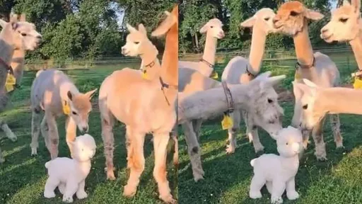 草泥馬家族出現「外星人」?最後這一動 嚇得大家集體腿軟了