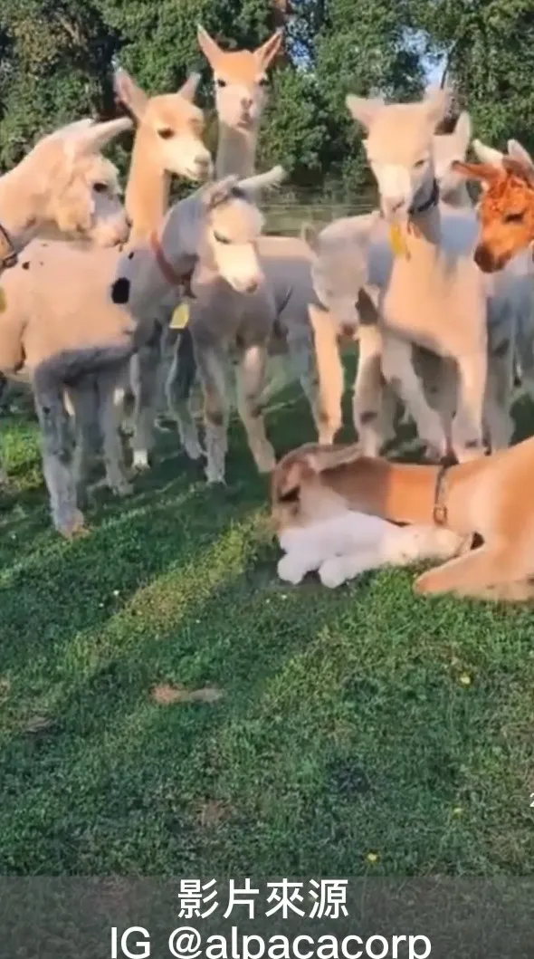 莫非是我失散的孩子，先拿下再說。IG @alpacacorp 提供