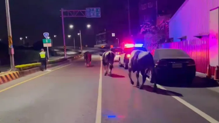 乳牛集體出遊逛大街。讀者提供