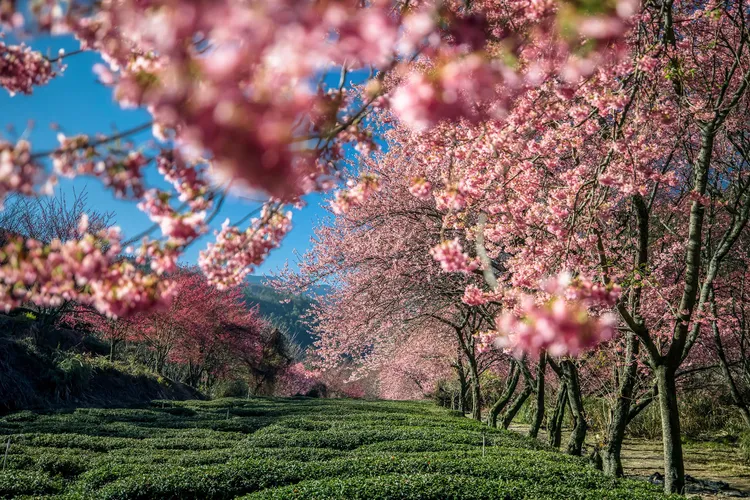 武陵農場櫻花季年年秒殺，可樂旅遊保證入園入住。可樂旅遊提供