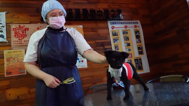 中途之家的志工以民眾捐贈的舊衣物，製作成合身的防寒衣物，替幼犬們穿上，保持溫暖，度過寒流。林泊志攝