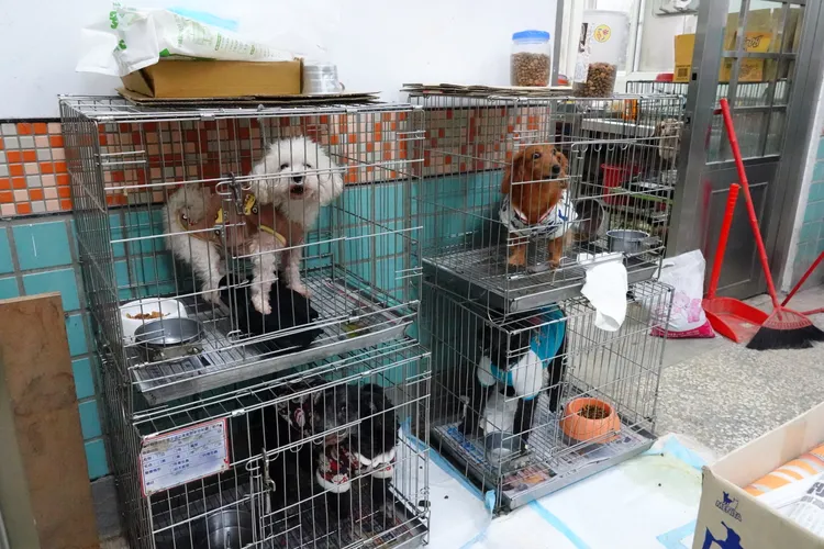 流浪動物中途之家收容的各式犬隻均已穿上保暖衣物，準備度過這波寒流。林泊志攝