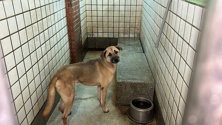 宜蘭縣動植物防疫所流浪動物中途之家目前收容約180隻流浪犬，等待民眾收編。林泊志攝