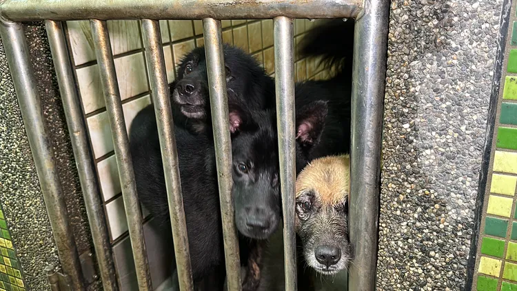 宜蘭縣動植物防疫所流浪動物中途之家目前收容約180隻流浪犬，等待民眾收養。林泊志攝